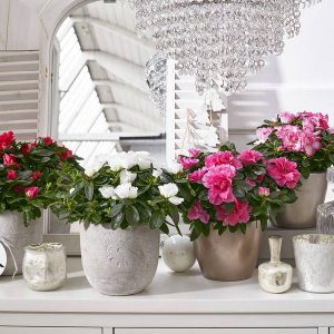 paysagiste-interieur-entreprise-0001 paysagiste-interieur-entreprise-0001