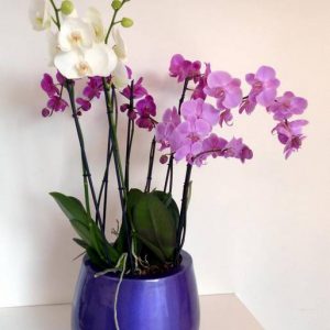 paysagiste-interieur-entreprise-0007 paysagiste-interieur-entreprise-0007